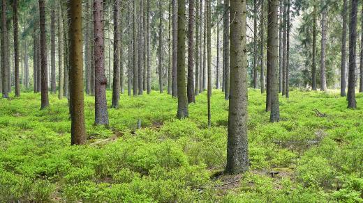 Borový les (ilustrační foto)