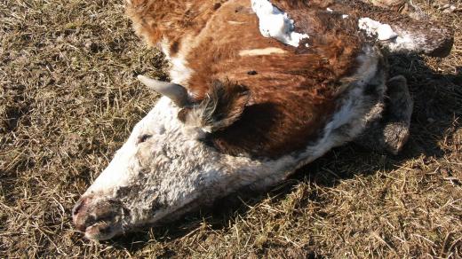 Případ nelegální porážky krav otřásl Polskem. (ilustrační foto)