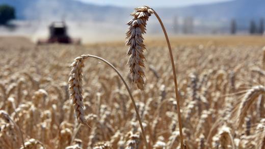 Pšenice (ilustrační foto)