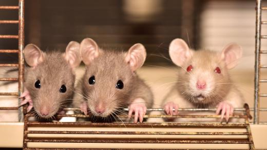 Krysy (ilustrační foto)