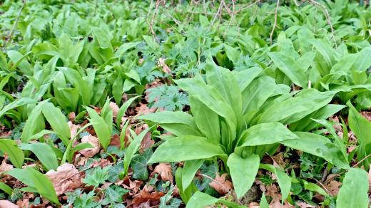 Rozeznat rašící listy konvalinek a mladý medvědí česnek je dost složité. Tedy pokud máte problémy s čichem
