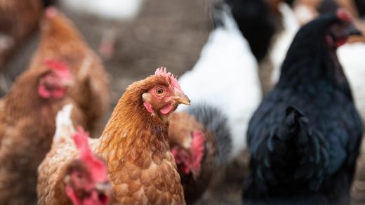 slepice, ilustrační foto