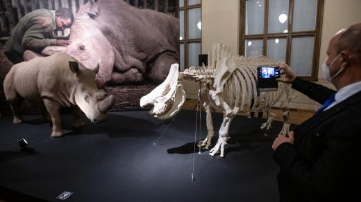 Národní muzeum představilo ostatky posledního jedince severního bílého nosorožce, Súdána. Ten uhynul v březnu 2019.