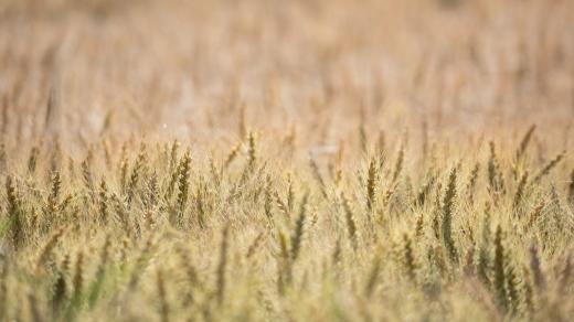 obilí, ilustrační foto