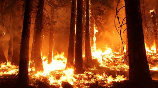 Lesní požár (ilustrační foto)